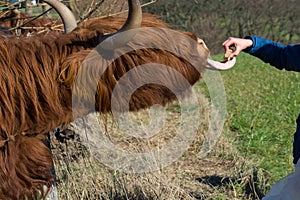 Scottish highland cow photo